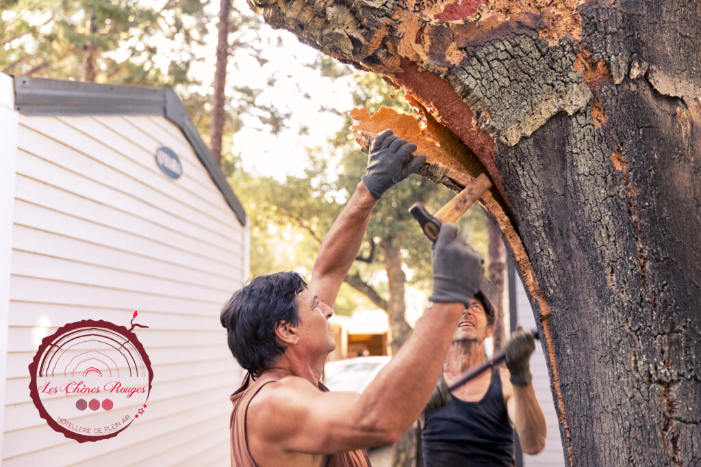 Levée Chênes Rouges découverte levée artisan mobilhome Grenadine