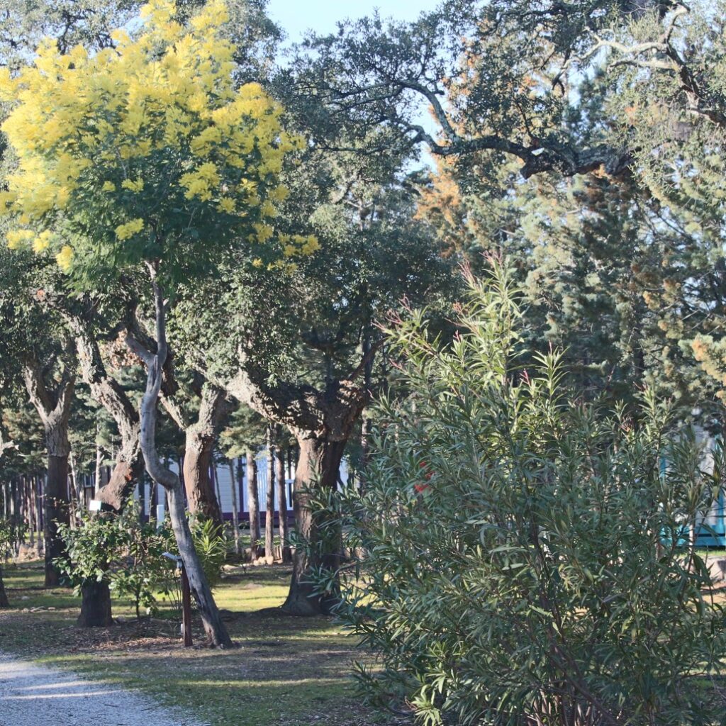 Emplacement-grand-confort-camping-Chenes-Rouges-Argeles
