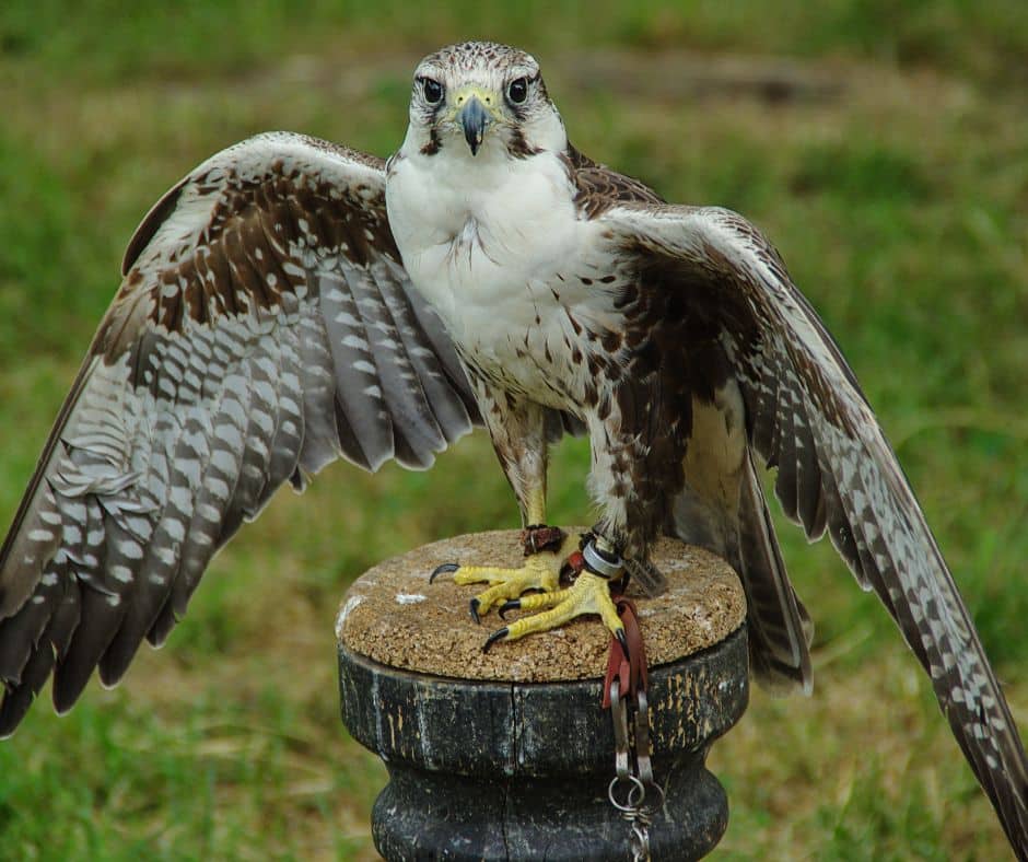 activités-argeles-valmy-aigles