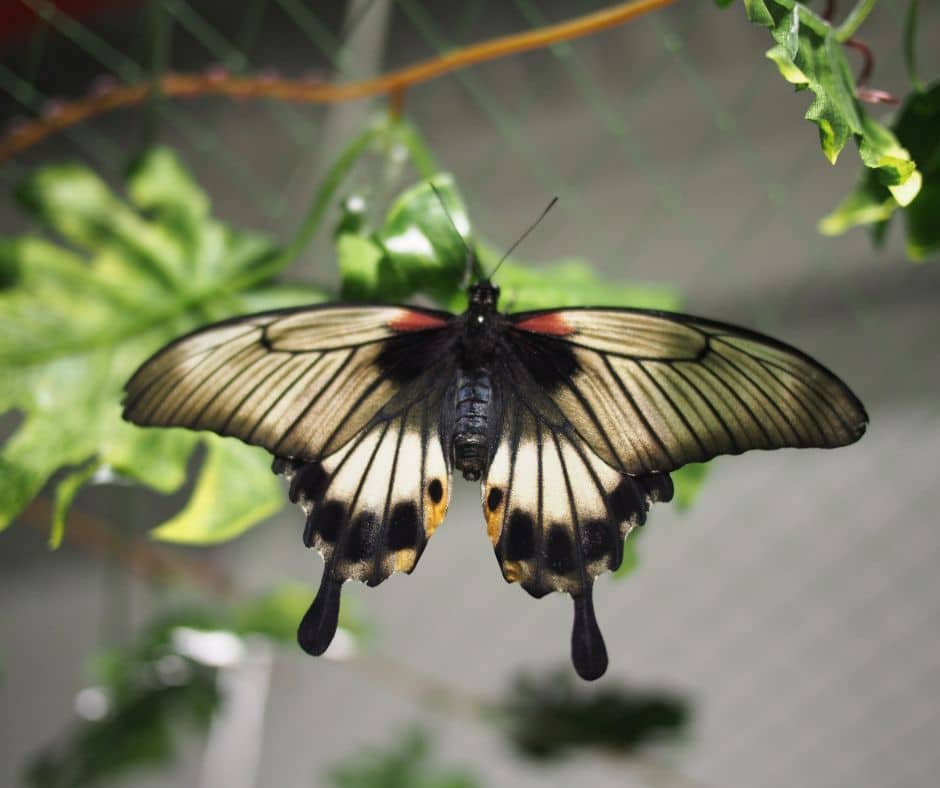 parc-valmy-argeles-tropic-papillon