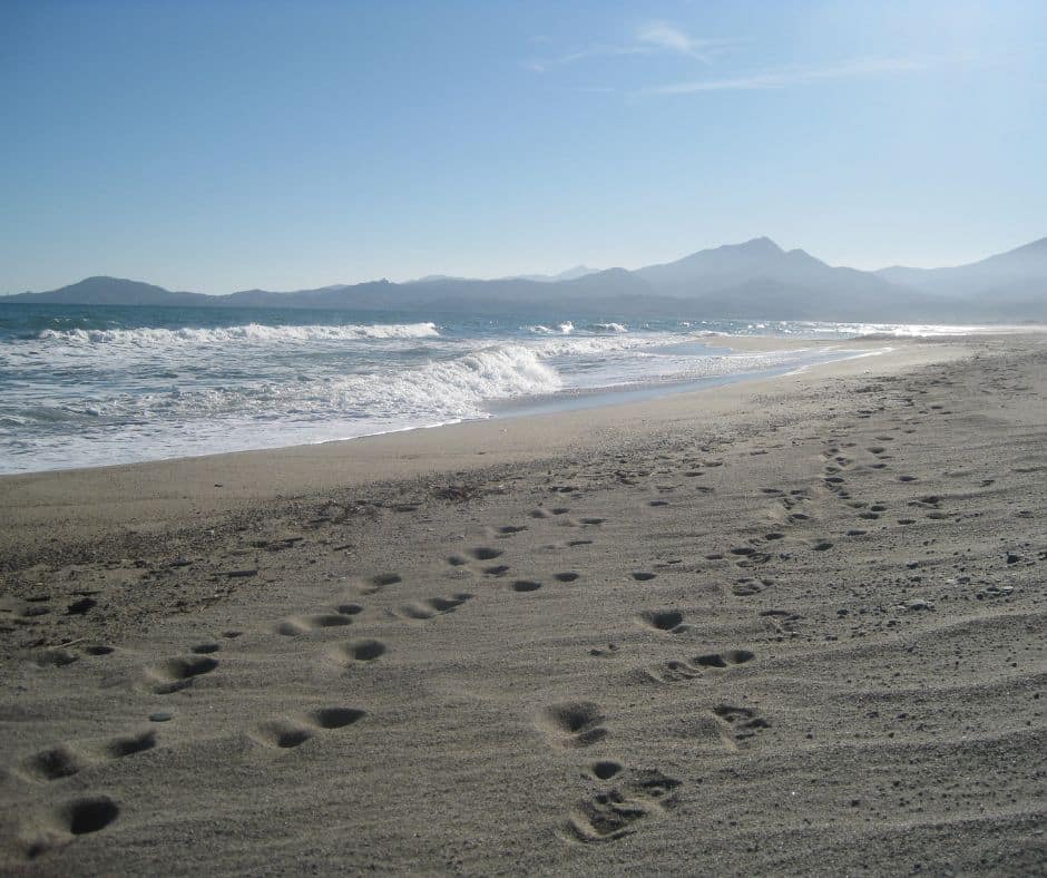 plage-pins-argeles