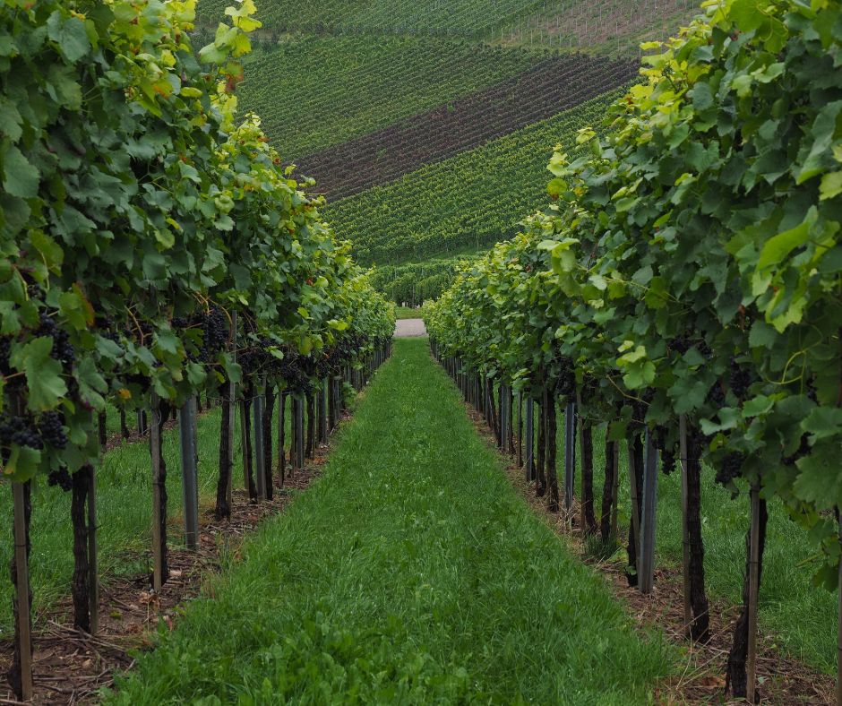 vignes-route-corniche-cote-vermeille1