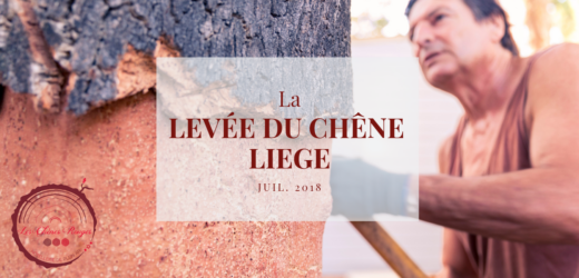 Descubrir la cosecha de corcho en Camping Les Chênes Rouges