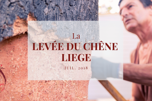 Camping Chênes Lièges Levée