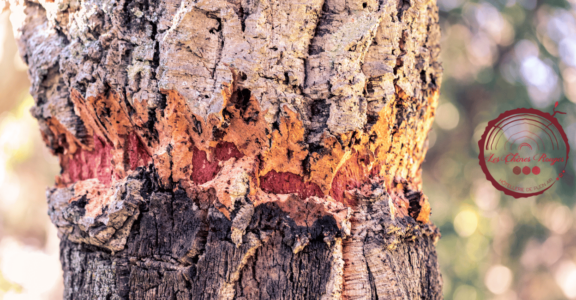 Eco-Système_Arbres