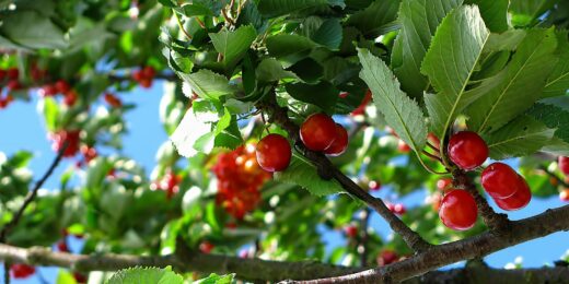 Fete-des-cerises-a-ceret
