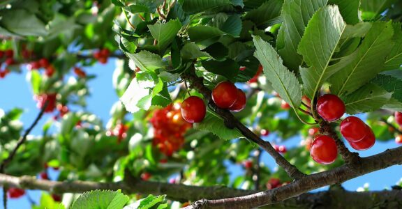 Fete-des-cerises-a-ceret