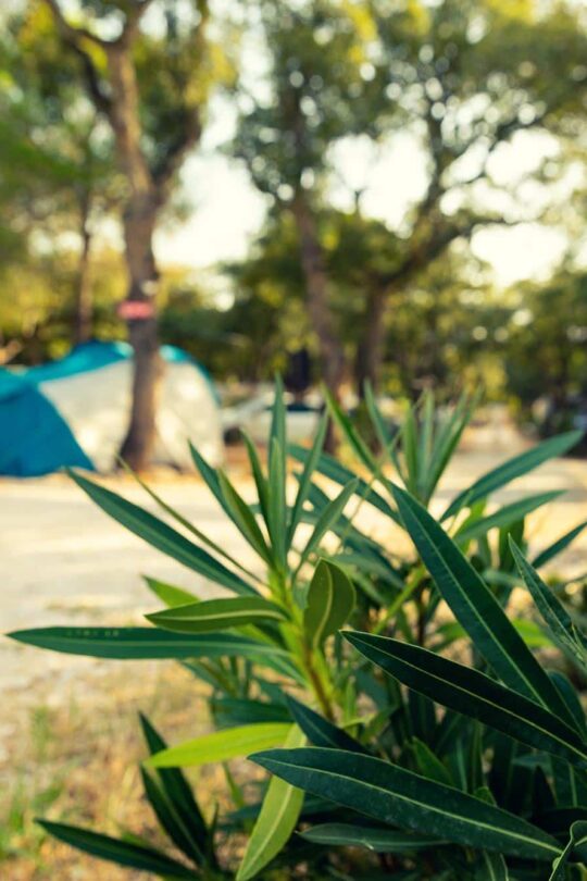 Forfait-confort-camping-chenes-rouges-argeles