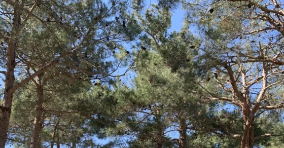 Le camping les Chênes Rouges fête Pâques
