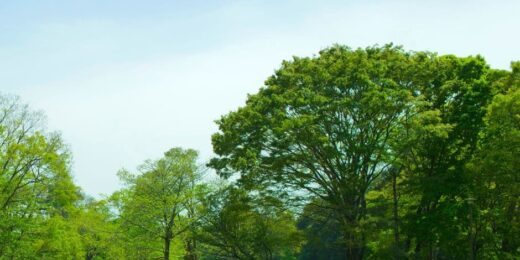 parc-valmy-argeles-parc-verdoyant