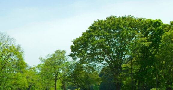 parc-valmy-argeles-parc-verdoyant